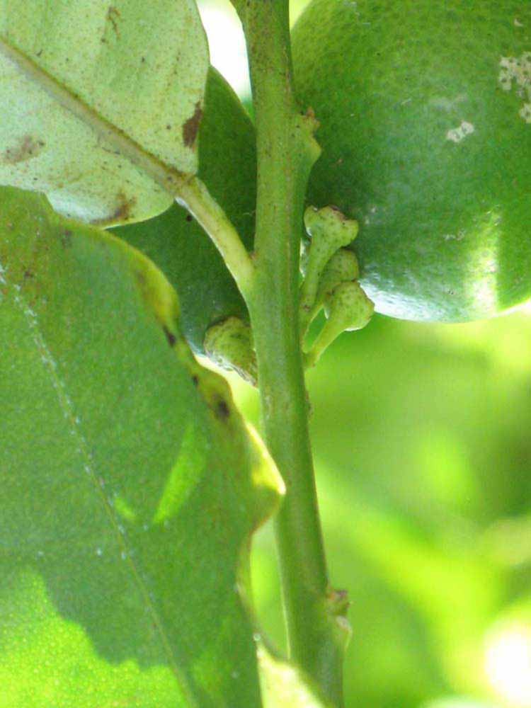            First year twig (Winter Haven, FL)   